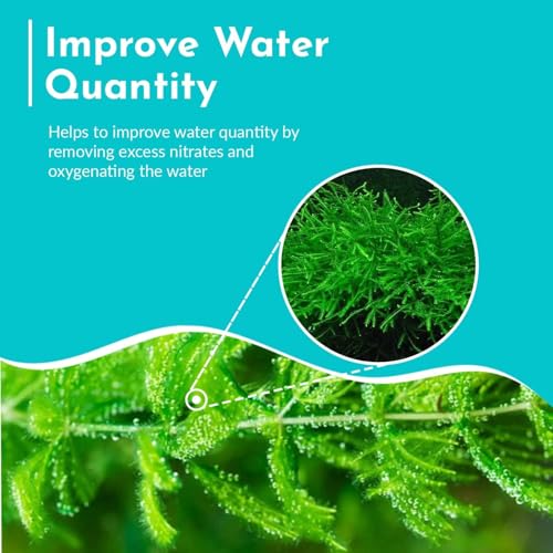 Hornwort Aquarium Plant (1 Pack)