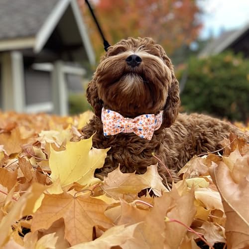 Autumn Leaf Collar with Bow Blue Leaf Flower Cotton Dog Collars for Small Medium Large Dogs (Medium / Leaf flower)