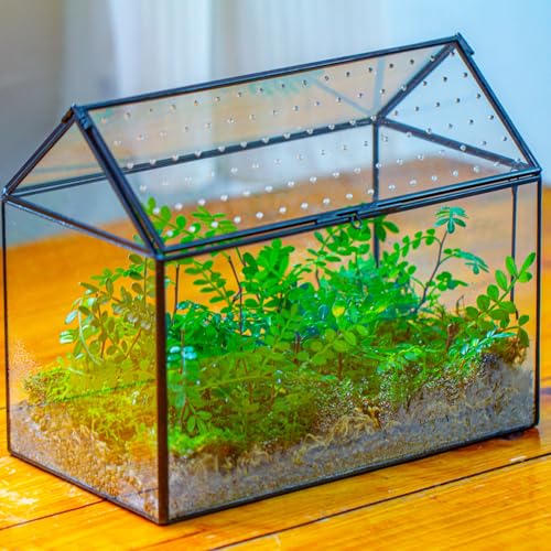 Glass Terrarium with Acrylic Lid