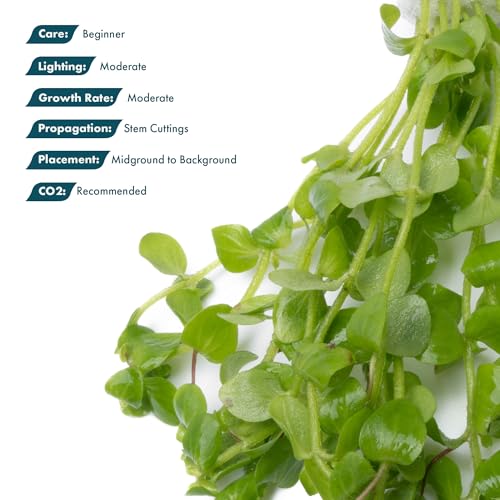 Live Aquarium Stem Plants (Lead Bunch - 1 Pack / Bacopa Australis)