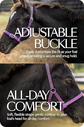 Adjustable Mini Horse Halter (Purple / Foal)