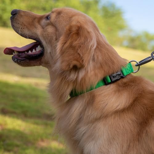 Green Puppy Collar (Small / Lime Green)