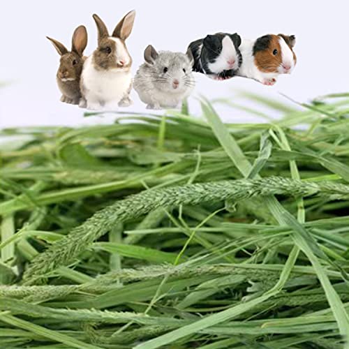 Timothy Hay 6.6LBS Small Pet Feed
