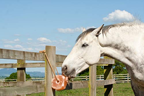 Himalayan Salt Lick 6 lbs. on Rope for Horses (6 Pound (Pack of 4))