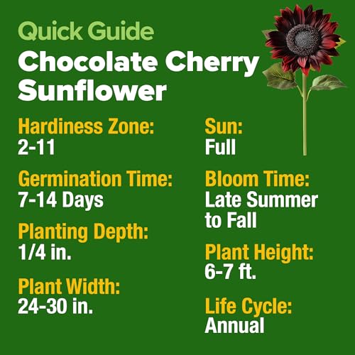 Chocolate Cherry Sunflower Seeds