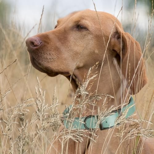 Biothane Waterproof Dog Collar Strong Coated Nylon Webbing with Black Hardware Odor (W1" x L22"-25" / Sage Green)