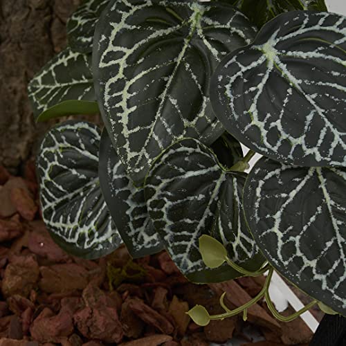 Fake Anthurium Crystallinum (Fake Anthurium Crystallinum)