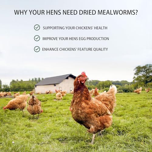 Dried Mealworms 10LB Pure Natural Chicken Treat for Laying Hens Wild Bird (10 Pound (Pack of 1) / Mealworms)