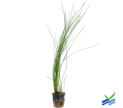 Aquarium Plants Discounts Potted Tall Hairgrass by AquaLeaf Aquatics (Potted Tall Hairgrass)