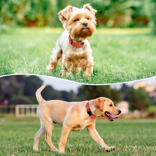 Reflective Dog Collar (Tangerine / L:width 1"neck 17.5-27")