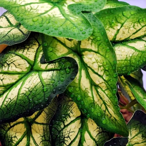 Reptile Plants for Terrarium (Alocasia Odora-b)