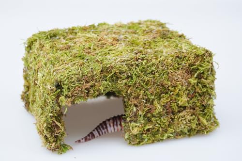 Leopard Gecko Tank Accessories