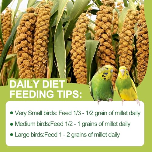 2LB Spray Millet Bird Treat for Parakeets
