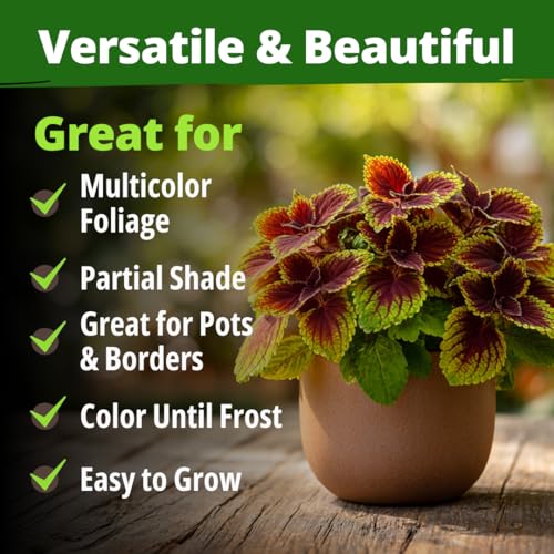 Rainbow Coleus 900 Flower Seeds Plectranthus scutellarioides