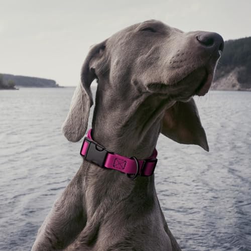 Biothane Waterproof Dog Collar with Quick Release Buckle Strong Coated Nylon Webbing with Odor (3/4"W by 12-19"L / Magenta Pink)