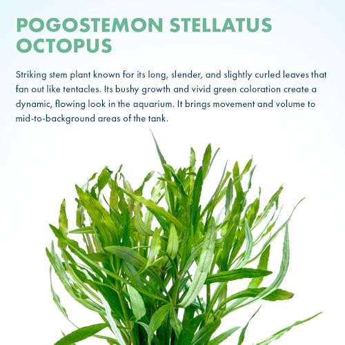 Live Aquarium Stem Plants (Lead Bunch - 1 Pack / Eusteralis Stellata)