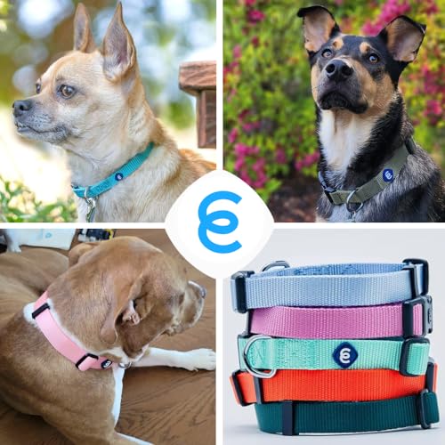 Essentials Florence Orange Adjustable Nylon Dog Collar for Small Dogs (Small / Florence Orange)