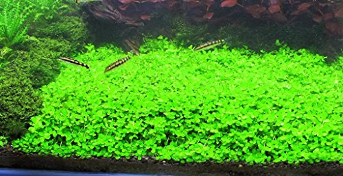 Foreground Potted Live Aquarium Plants (Potted Monte Carlo)