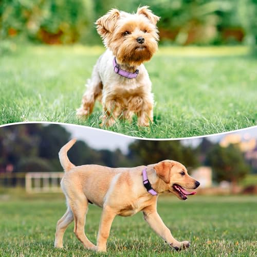 Reflective Dog Collar (Lavender / L:width 1"neck 17.5-27")