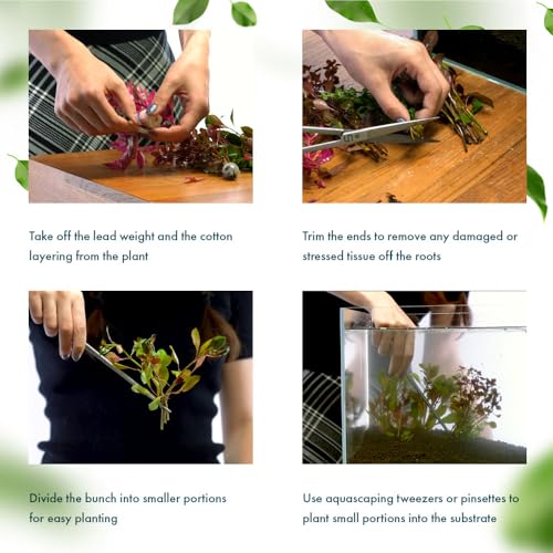 Live Aquarium Stem Plants (Lead Bunch - 1 Pack / Eusteralis Stellata)