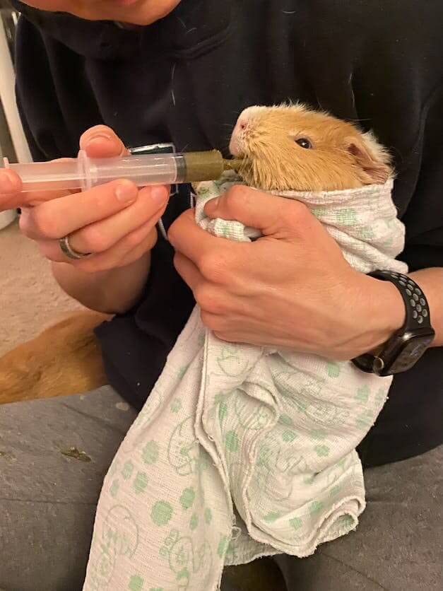 Guinea Pig Emergency Kit (6.34 Ounce (Pack of 1))