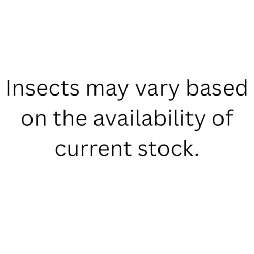 Canned Insect Assortment 6 Pack