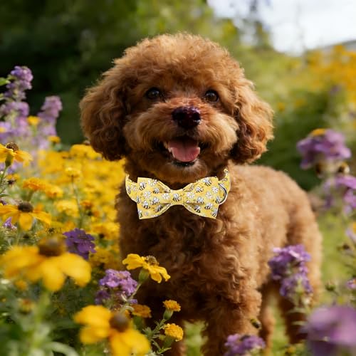 Spring Dog Collar with Bow tie (Cute Bee / Small (Pack of 1))