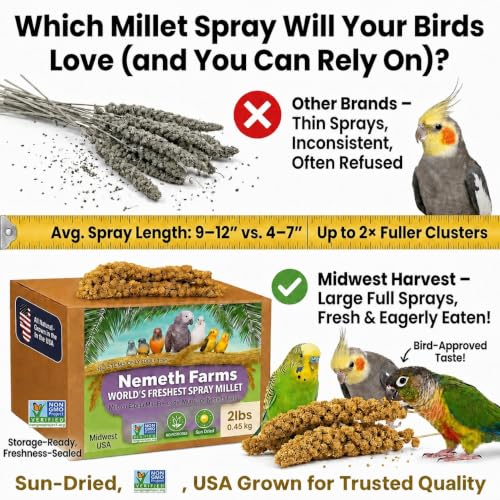 Spray Millet Edible Tops Only (2 Pound (Pack of 1))