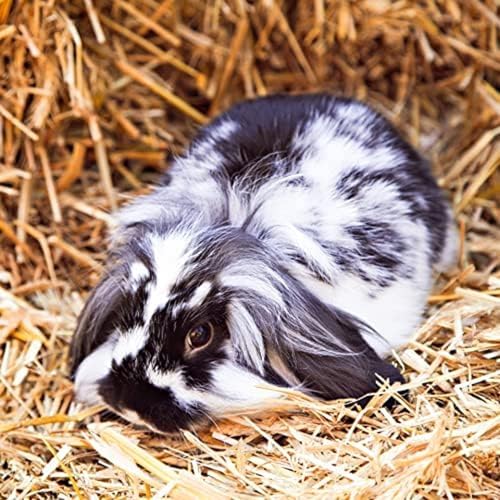 Organic Oat Hay for Small Pets (1.5 Pound (Pack of 1))