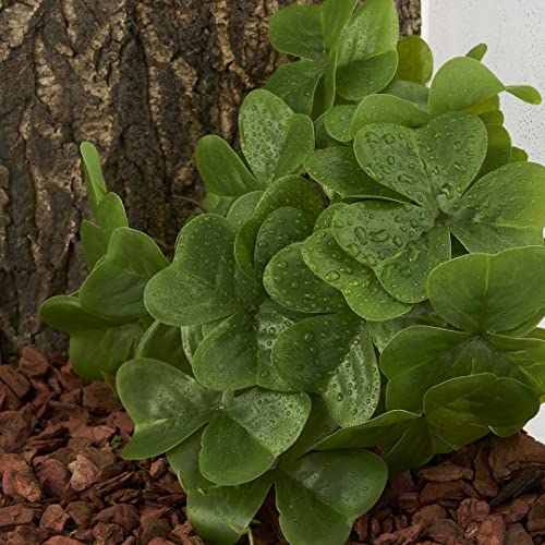 Fake Shamrock (Fake Shamrock)