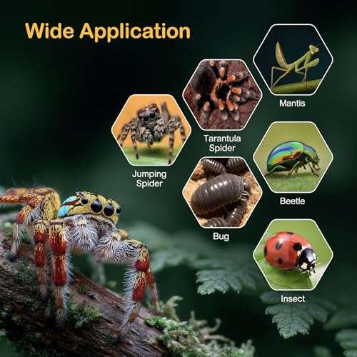 Jumping Spider Enclosure Starter Kit (Blue / Small)