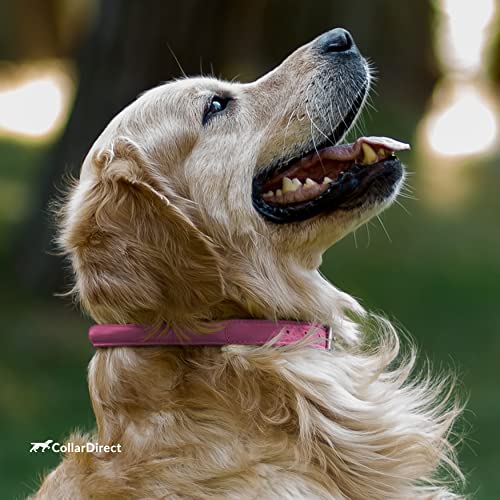 Tangle Free Rolled Leather Dog Collar (Pink / L)