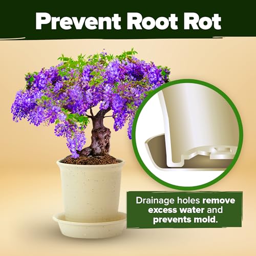 Bonsai Tree Starter Kit