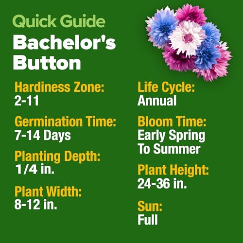 Bachelor Button Tall Mix 700+ Flower Seeds Centaurea cyanus