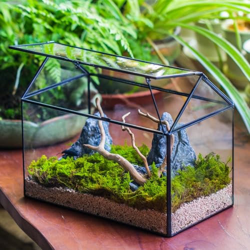 Glass Terrarium with Acrylic Lid