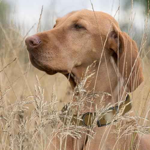 Biothane Waterproof Dog Collar Strong Coated Nylon Webbing with Black Hardware Odor (W5/8" x L12-15" / Coyote Brown)