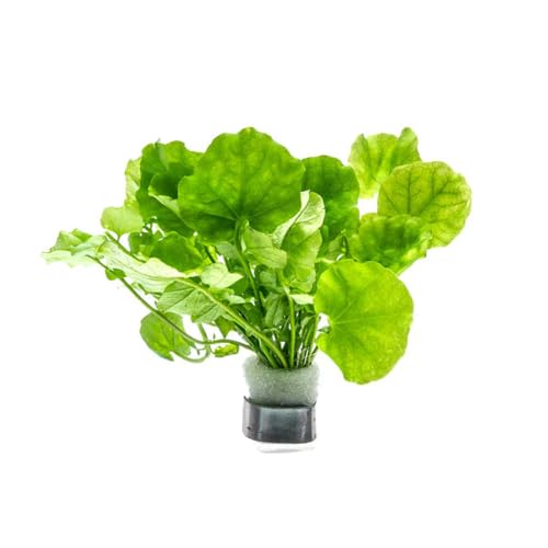 Live Plant Japanese Cress (Lead Bunch - 1 Pack / Cardamine Lyrata)