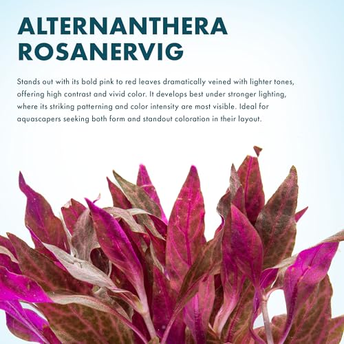 Live Aquarium Red Stem Plants (Lead Bunch - 1 Pack / Alternanthera Rosanervig)