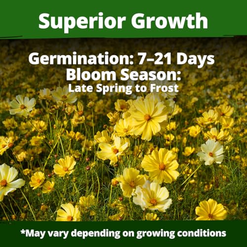 Cosmos Seeds Dwarf Lemon