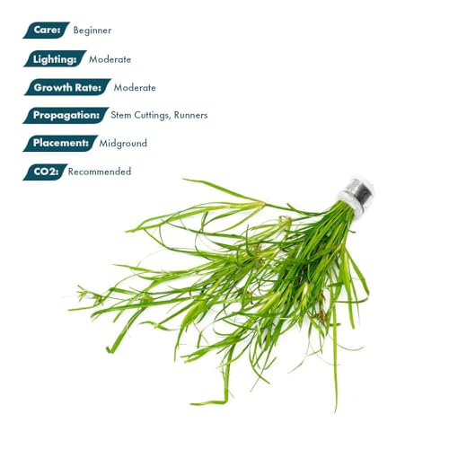 Live Plants Creeping Rush (Lead Bunch - 4 Pack / Juncus Repens)