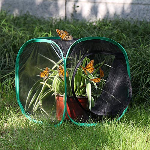 Insect and Butterfly Habitat Cage Terrarium Pop (Black With Green / 12 x 12 x 12 inches)