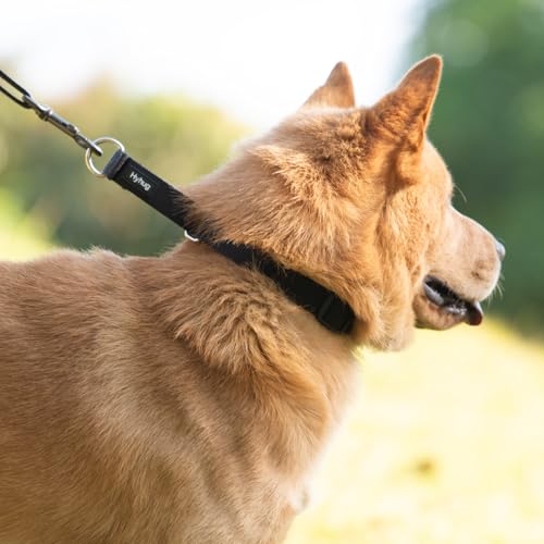 Martingale Dog Collar (Small / Black)